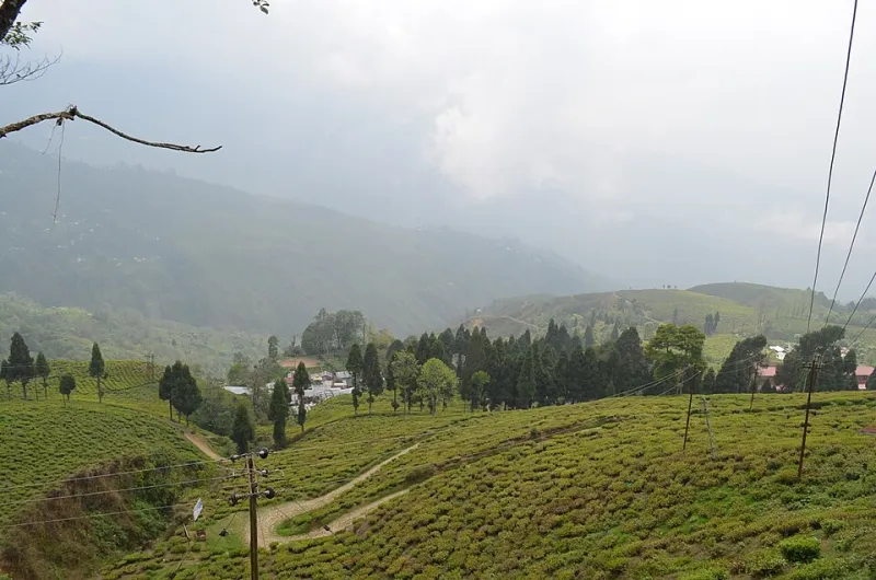 Planting for Grandchildren: How Darjeeling's Generational Mindset Is Challenging America's Quarterly Obsession