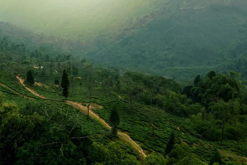 The Reverse Passage: American Retirees Are Trading Florida for the Fog of Darjeeling