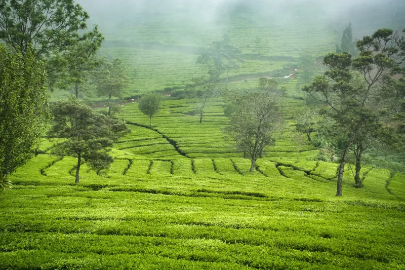 Stewardship Over Sacrifice: What Darjeeling's Culture of Limits Teaches American Professionals About Sustainable Work